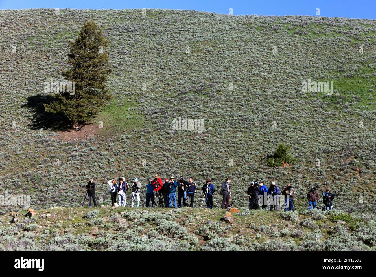 Wolf Watchers, in attesa del Druid Pack a Hayden Valley, Yellowstone NP, Wyoming Foto Stock