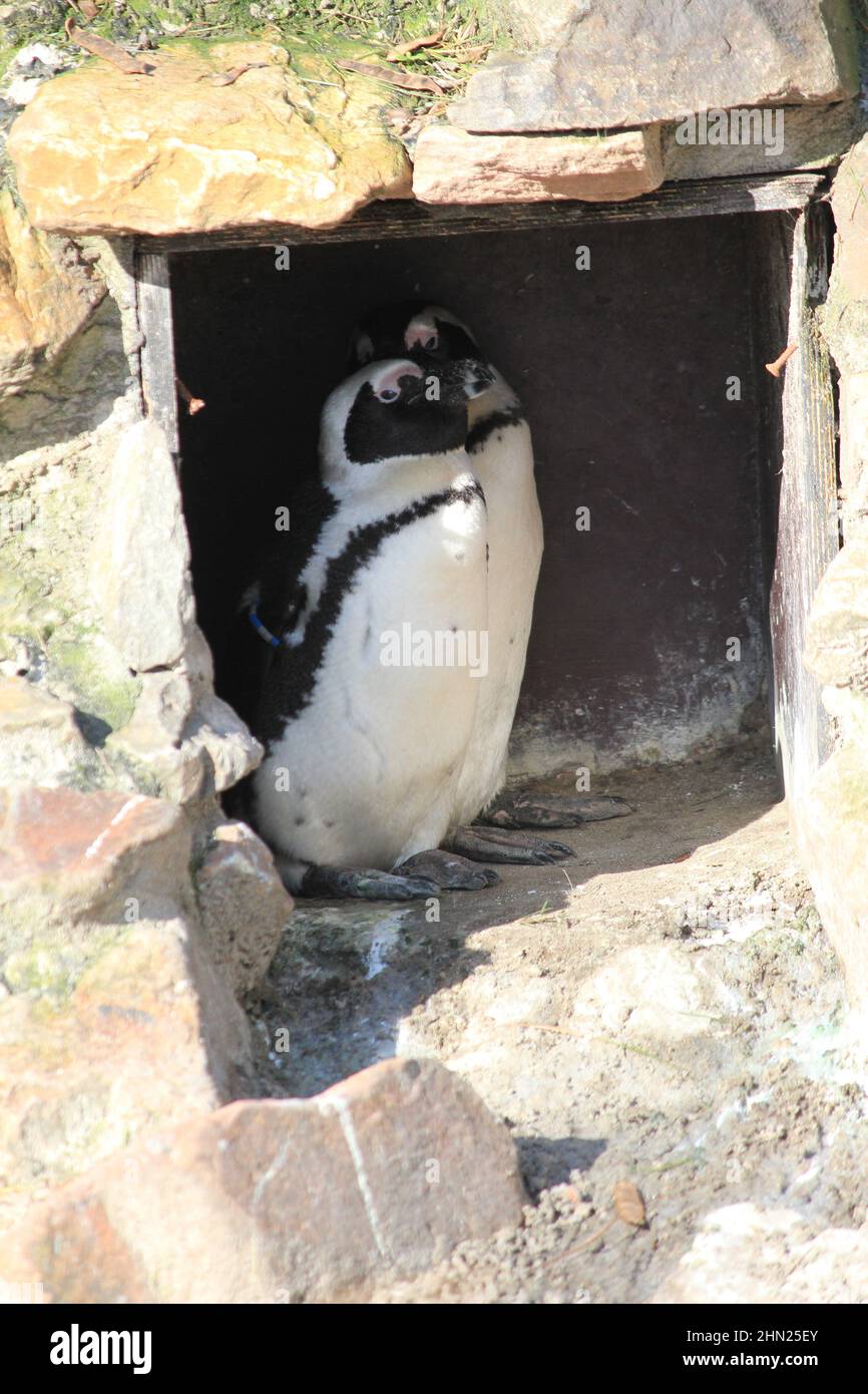 Pinguino africano in Overloon zoo Foto Stock