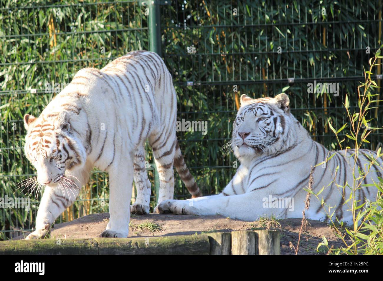 Tigre bianca in Overloon Zoo nei Paesi Bassi Foto Stock