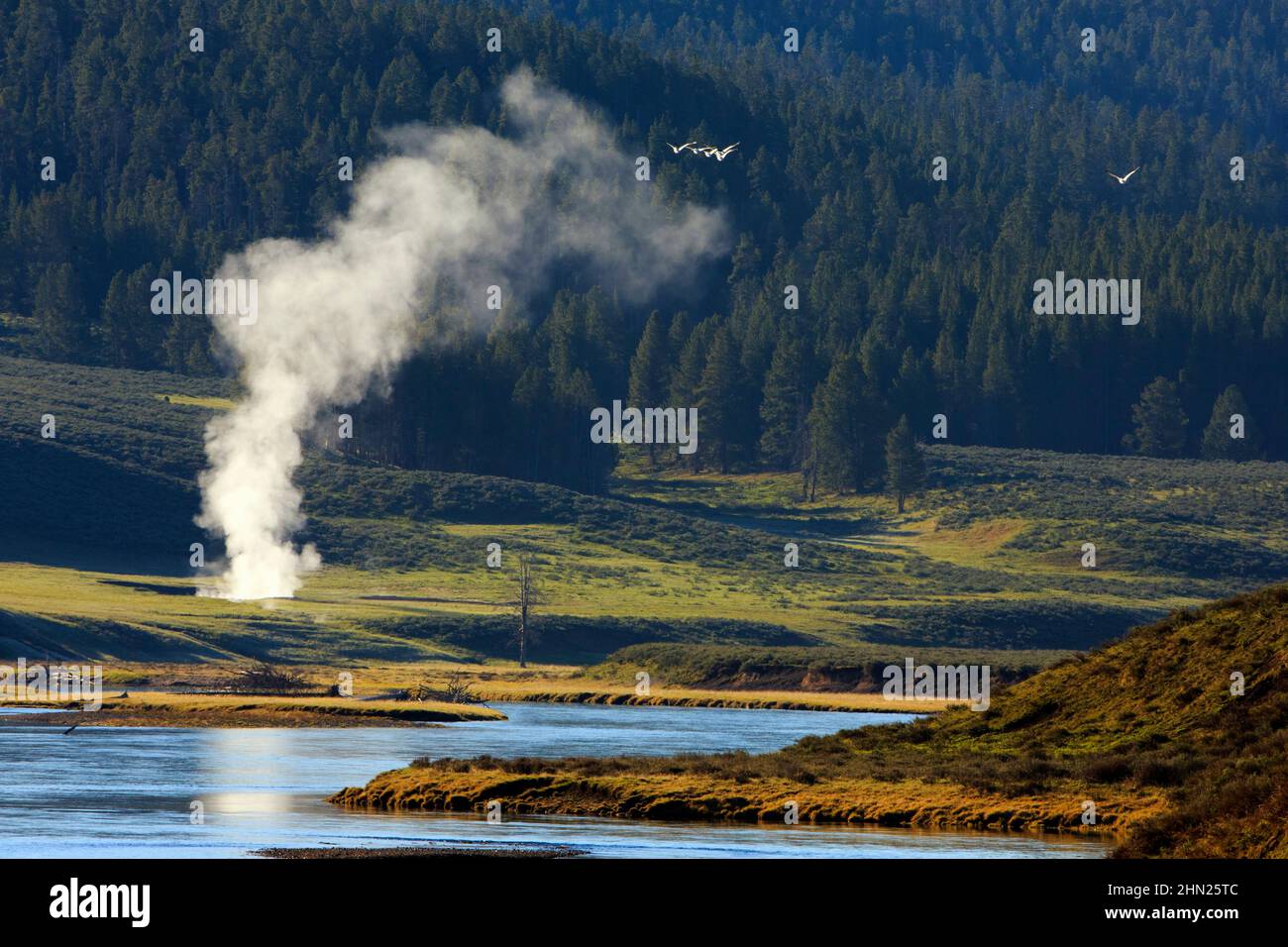 Pennacchio di vapore geyser e gregge di pellicani americani volanti (Pelecanus erythrorhynchos) nell'alta Hayden Valley, Yellowstone NP, Wyoming Foto Stock