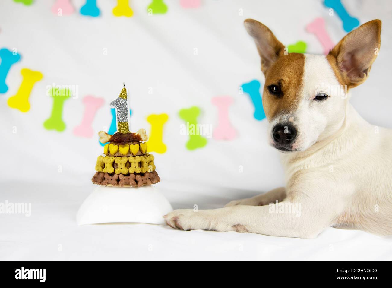 Un cane di razza Jack Russell Terrier si trova su uno sfondo bianco con una ghirlanda in forma di ossa accanto alla sua torta di compleanno, decorato con bo giallo Foto Stock