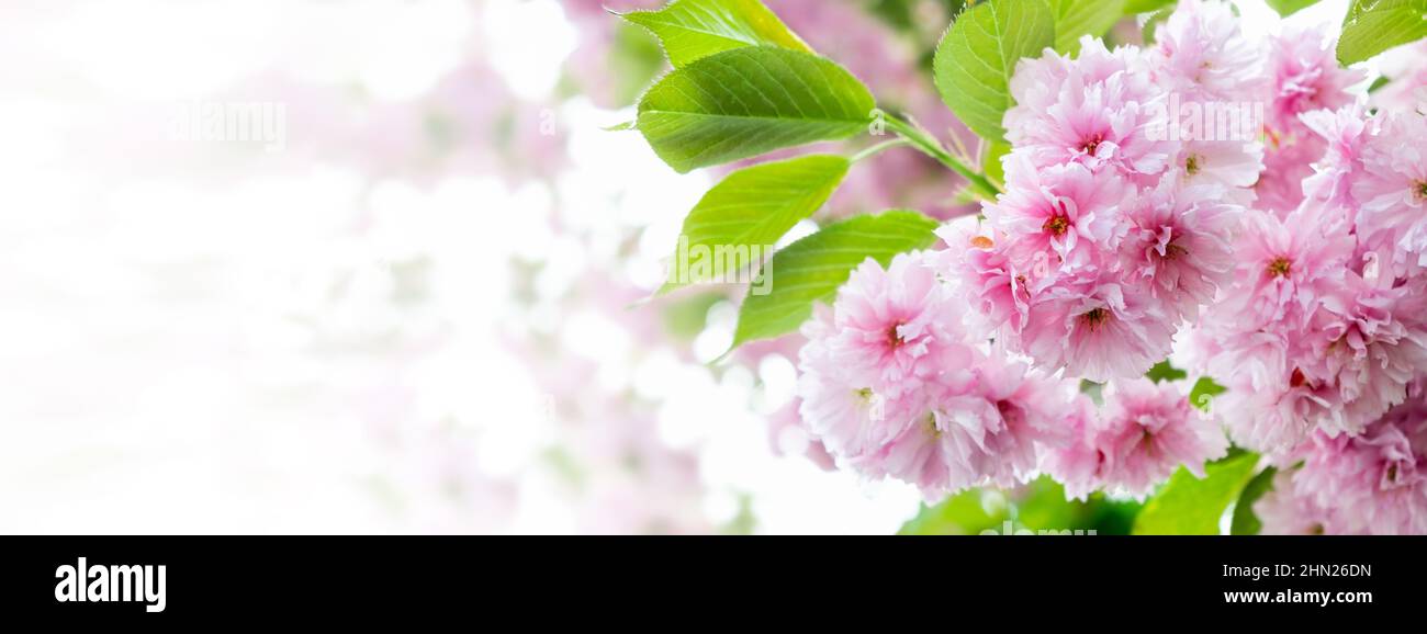 Sfondo primaverile con fiore di ciliegio in piena fioritura. Fiori di ciliegio giapponesi su ramo di albero che si sbiadiscono in bianco. Profondità di campo poco profonda. Banner con Foto Stock