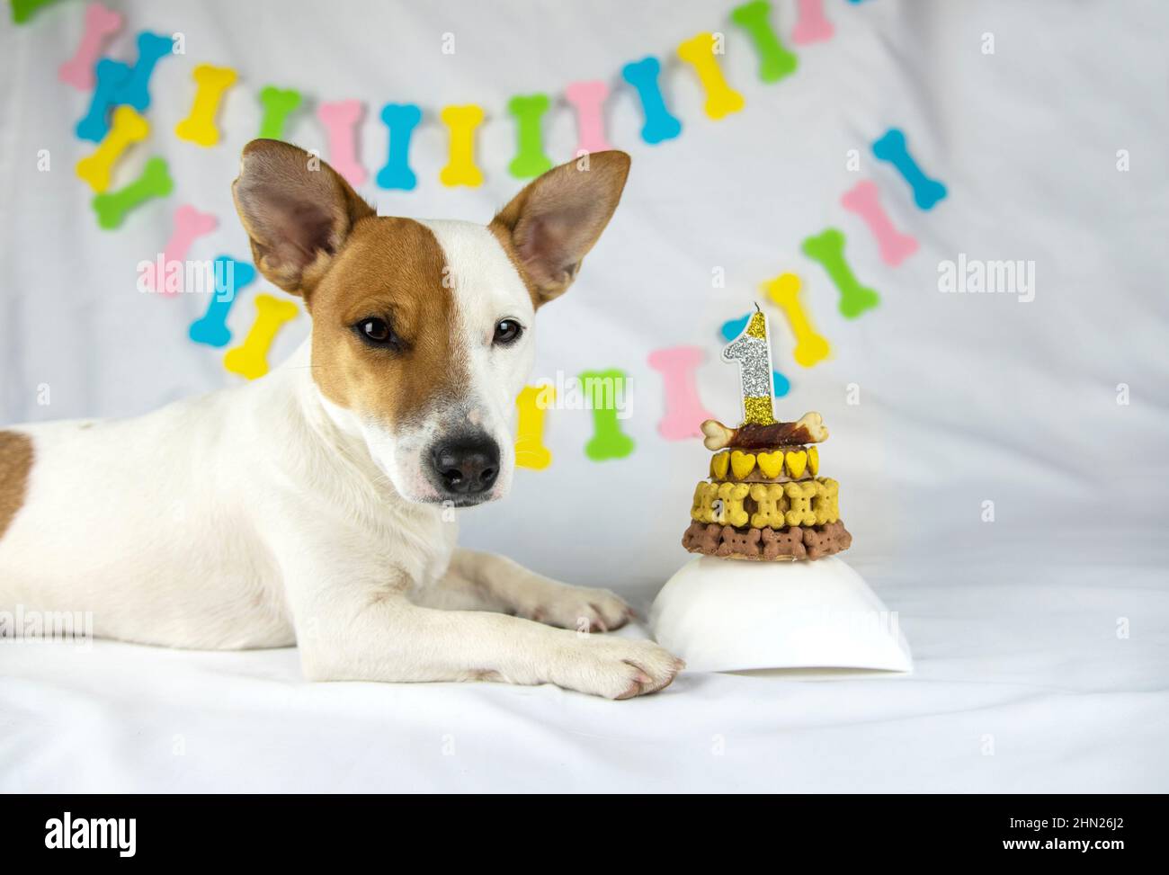 Un cane di razza Jack Russell Terrier si trova su uno sfondo bianco con una ghirlanda in forma di ossa accanto alla sua torta di compleanno, decorato con bo giallo Foto Stock