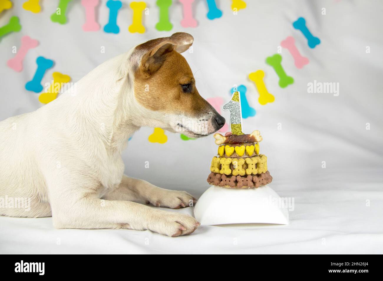 Jack Russell Terrier cane si trova su uno sfondo bianco con una ghirlanda in forma di ossa e sniffs e guarda sulla torta di compleanno decorato con ossa e. Foto Stock