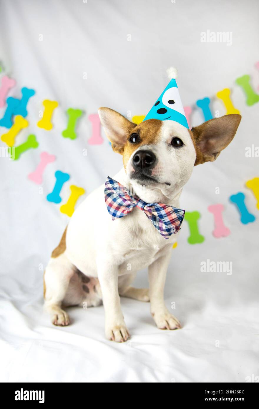 Razza del cane Jack Russell Terrier siede su uno sfondo bianco con una ghirlanda in forma di ossa in un cappuccio blu e la cravatta di prua guardando verso l'alto Foto Stock