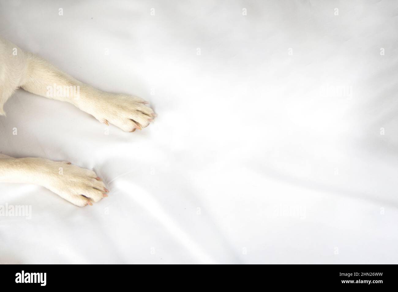 Foto dall'alto, zampe bianche giacciono isolasu uno sfondo bianco al centro sul lato sinistro Foto Stock