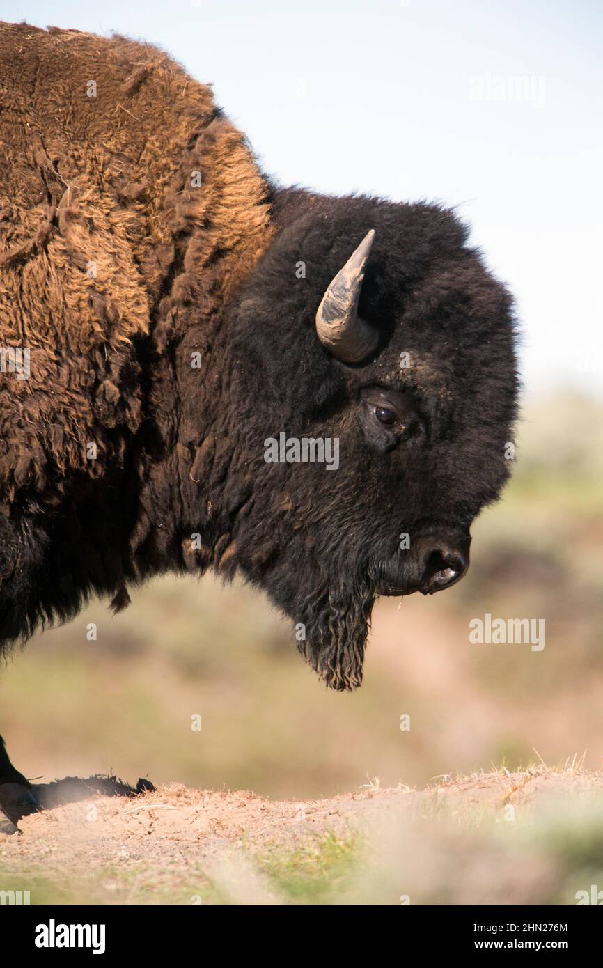 American Bison (Bison bison) ritratto di toro che mostra la barba di mento, Yellowstone NP, Wyoming Foto Stock