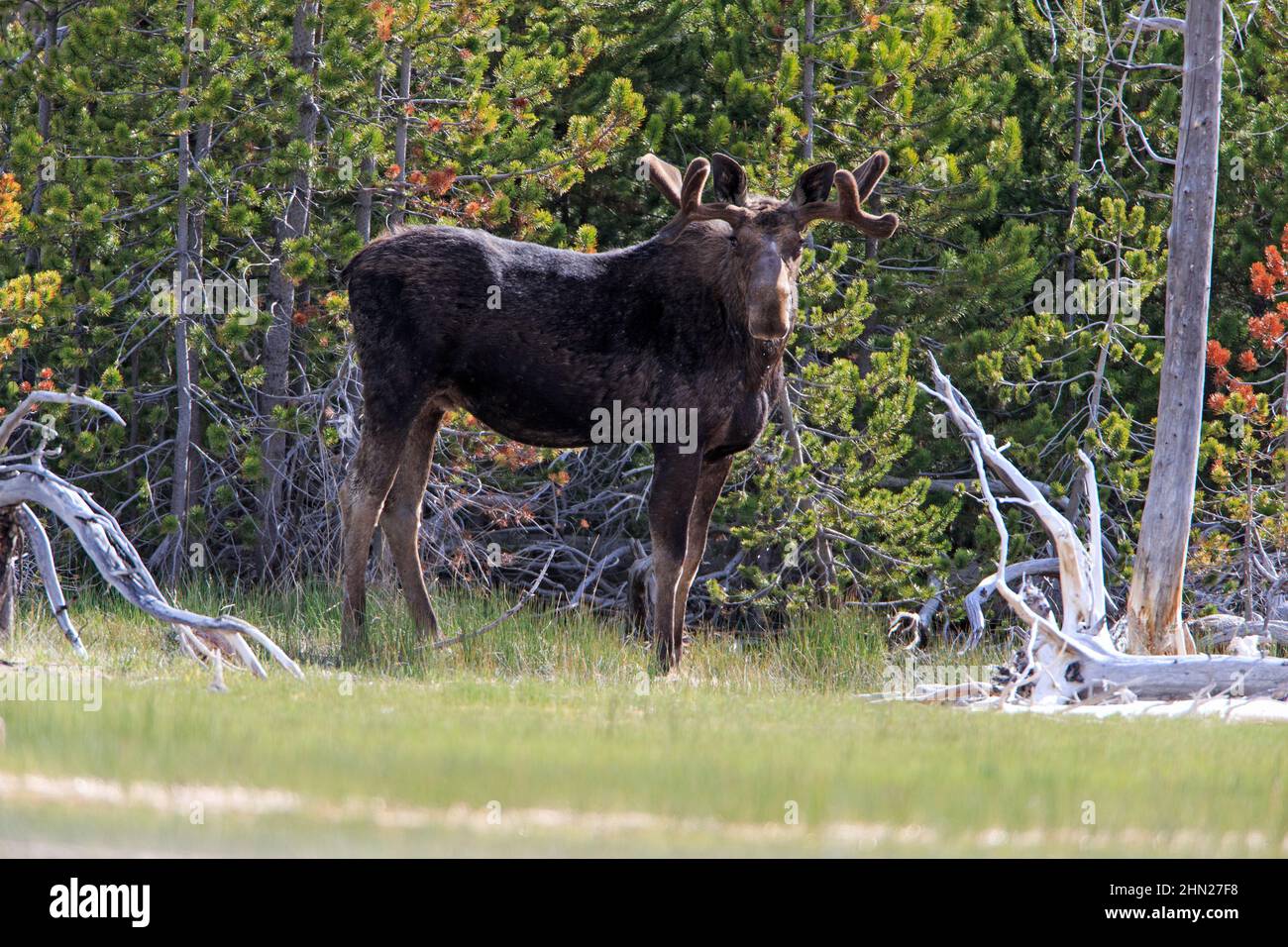 Moose (Alces americanus) maschio subboadulto con velluto su corna, Yellowstone NP, Wyoming Foto Stock