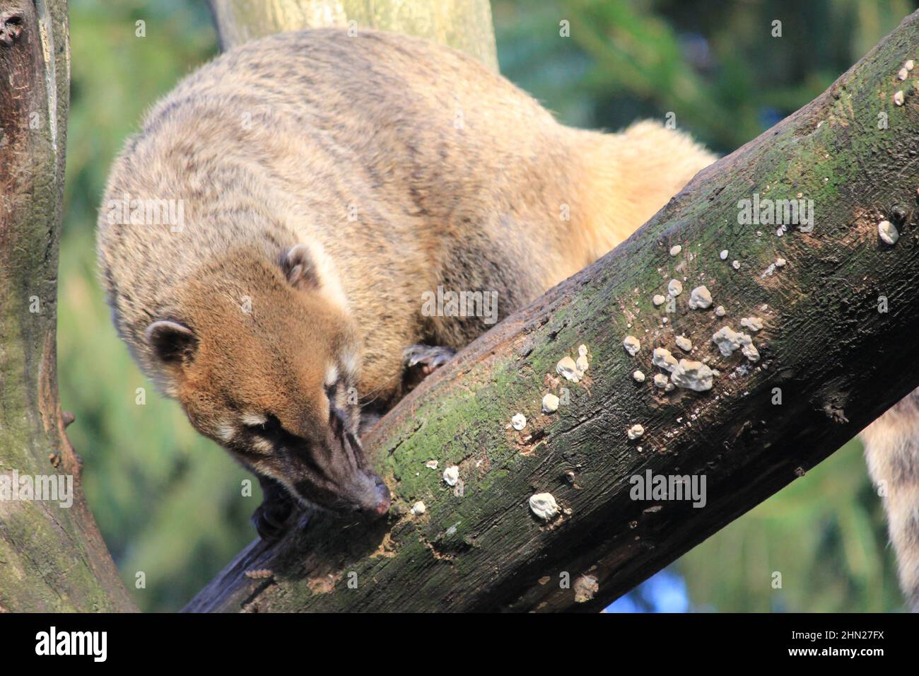 I coati sudamericani in Overloon zoo Foto Stock