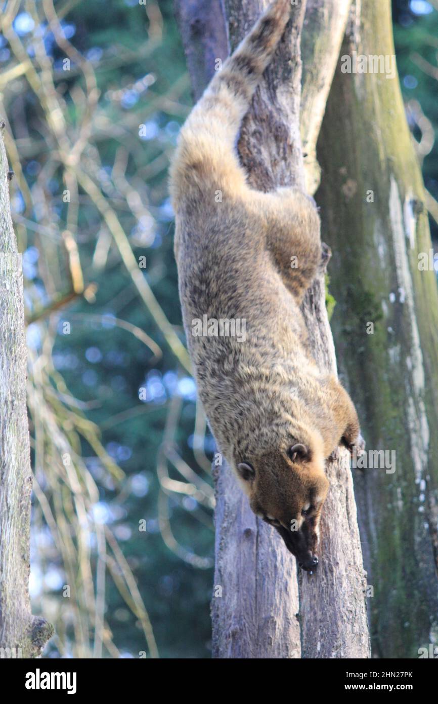 I coati sudamericani in Overloon zoo Foto Stock