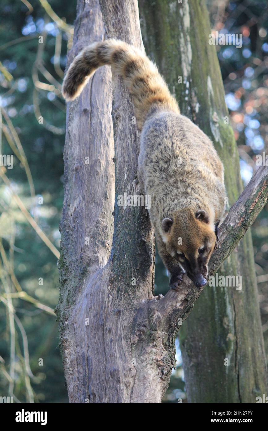 I coati sudamericani in Overloon zoo Foto Stock