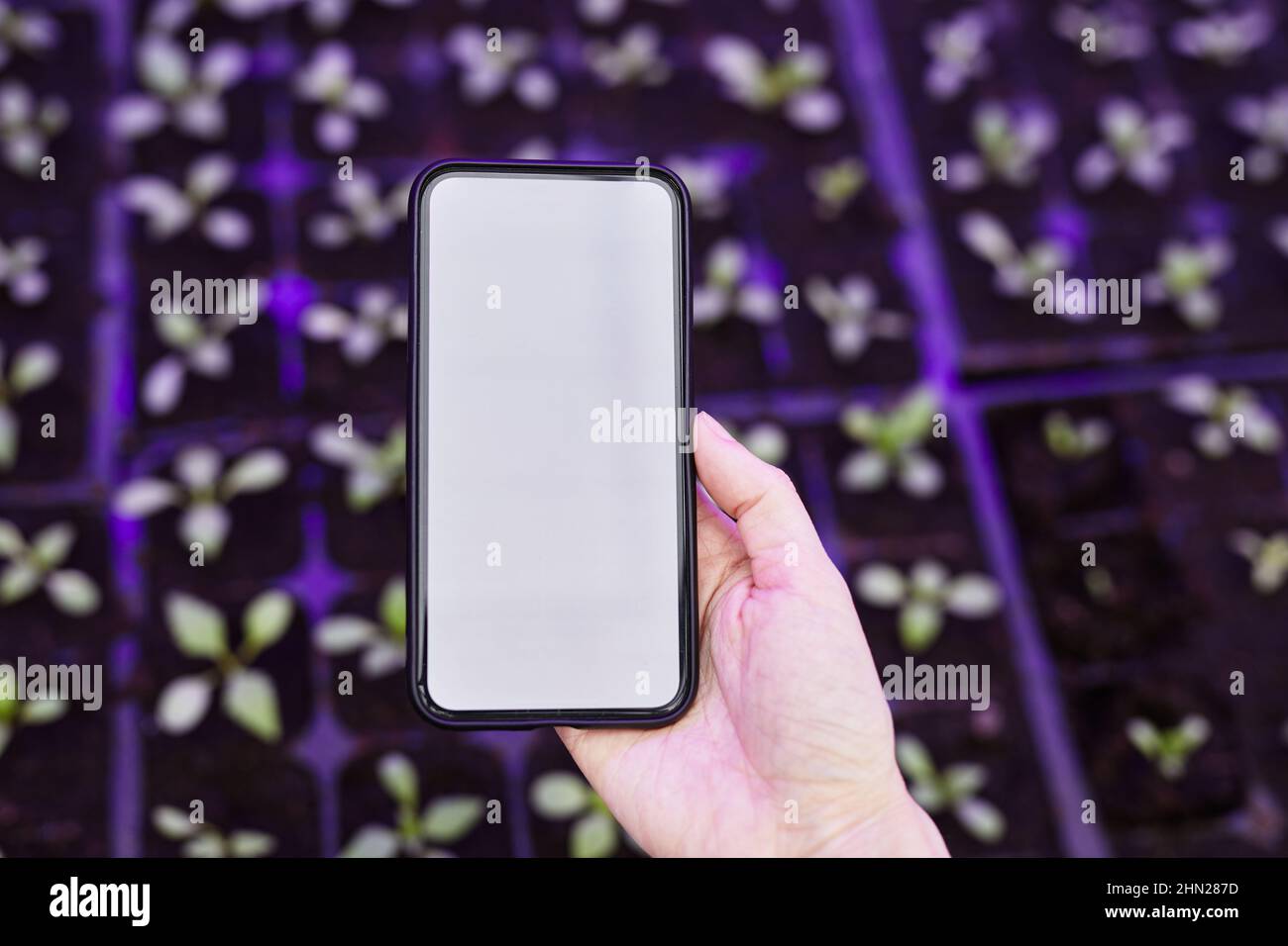 Mano di giovane donna giardiniere che tiene smartphone contro gruppo di giovani pianta verde che crescono in grande serra moderna Foto Stock