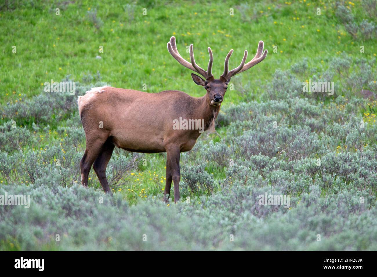 Elk (Cervus elaphus) bull in velluto, Yellowstone NP, Wyoming Foto Stock