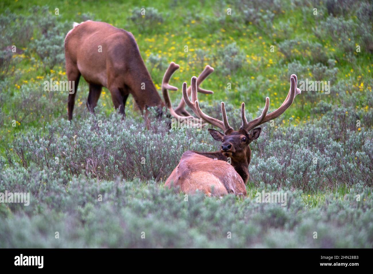 Elk (Cervus elaphus) due tori in velluto, Yellowstone NP, Wyoming Foto Stock