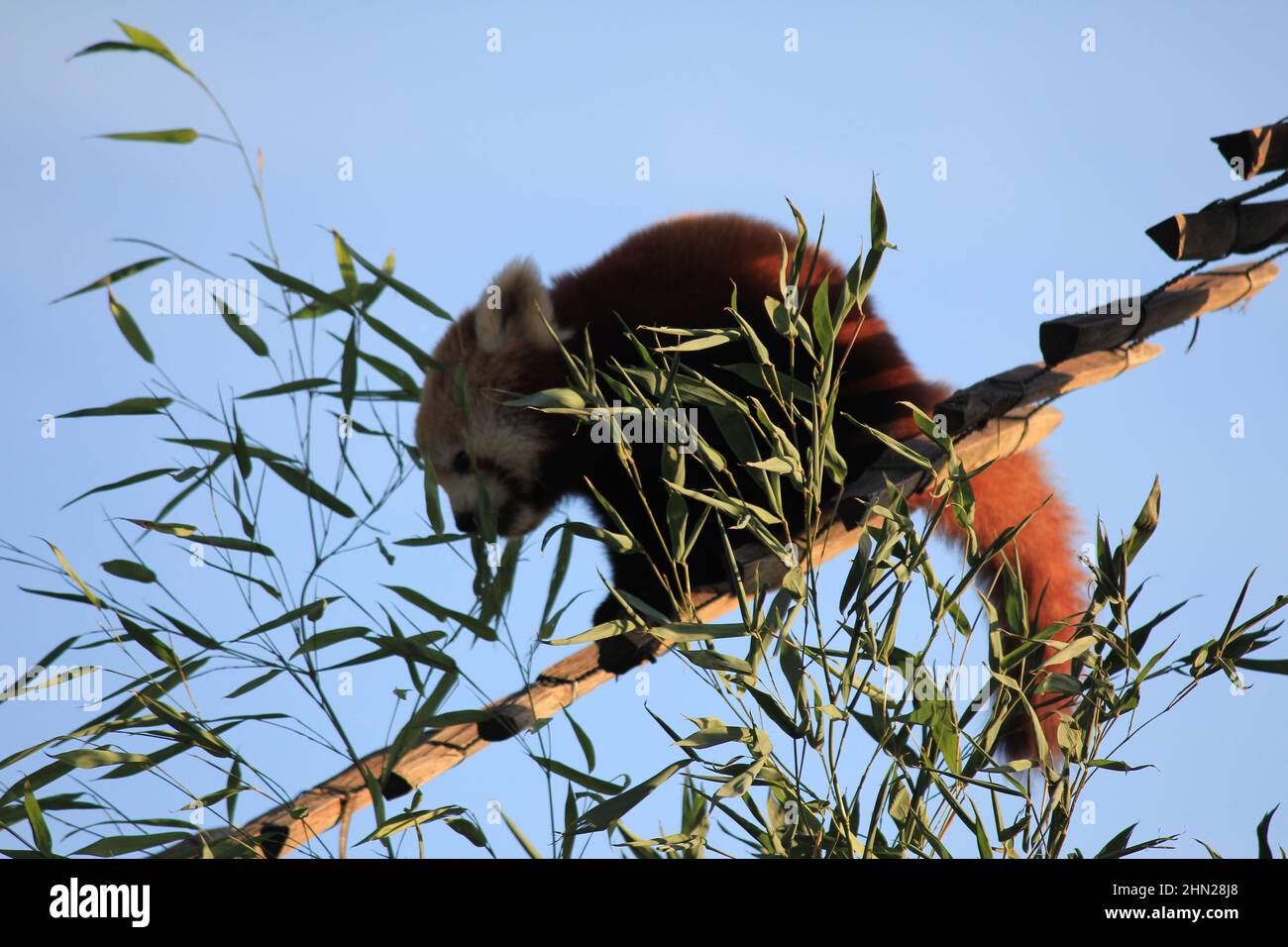 Panda rosso nello zoo Overloon Foto Stock