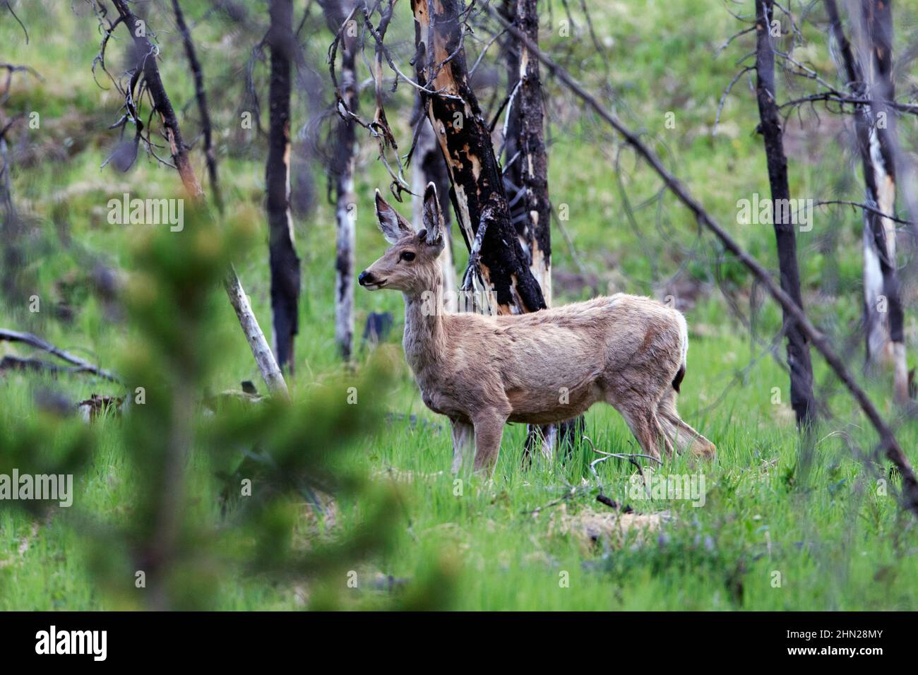Mule Deer (Odocoileus hemionus) giovane buck, Hayden Valley, Yellowstone NP, Wyoming, USA Foto Stock