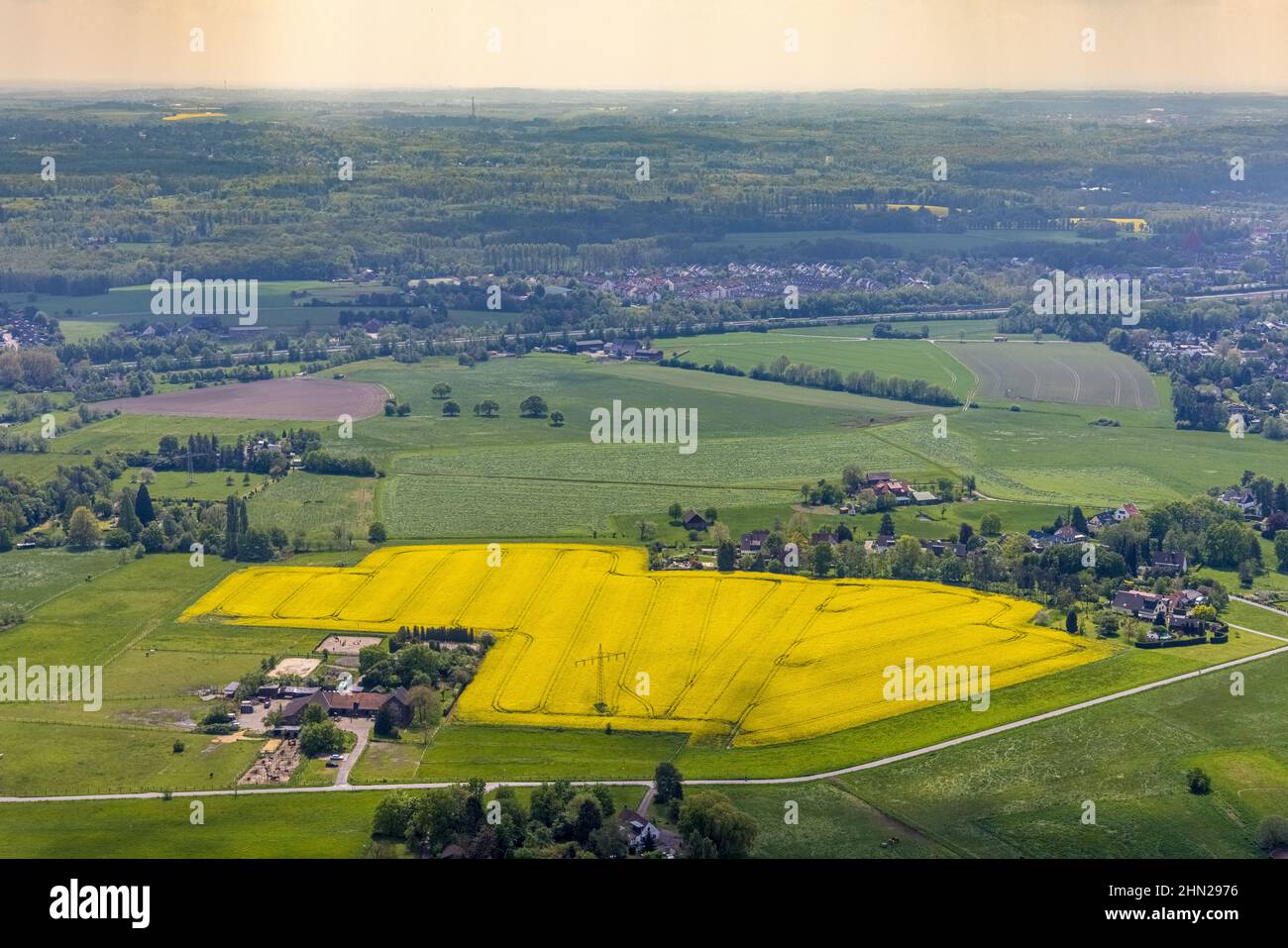 Veduta aerea, Reiterhof Timberline Westernschool, Stoter Straße, Rapsfeld, Saarn - Süd, Mülheim an der Ruhr, Ruhrgebiet, Nordrhein-Westfalen, Germania, Foto Stock