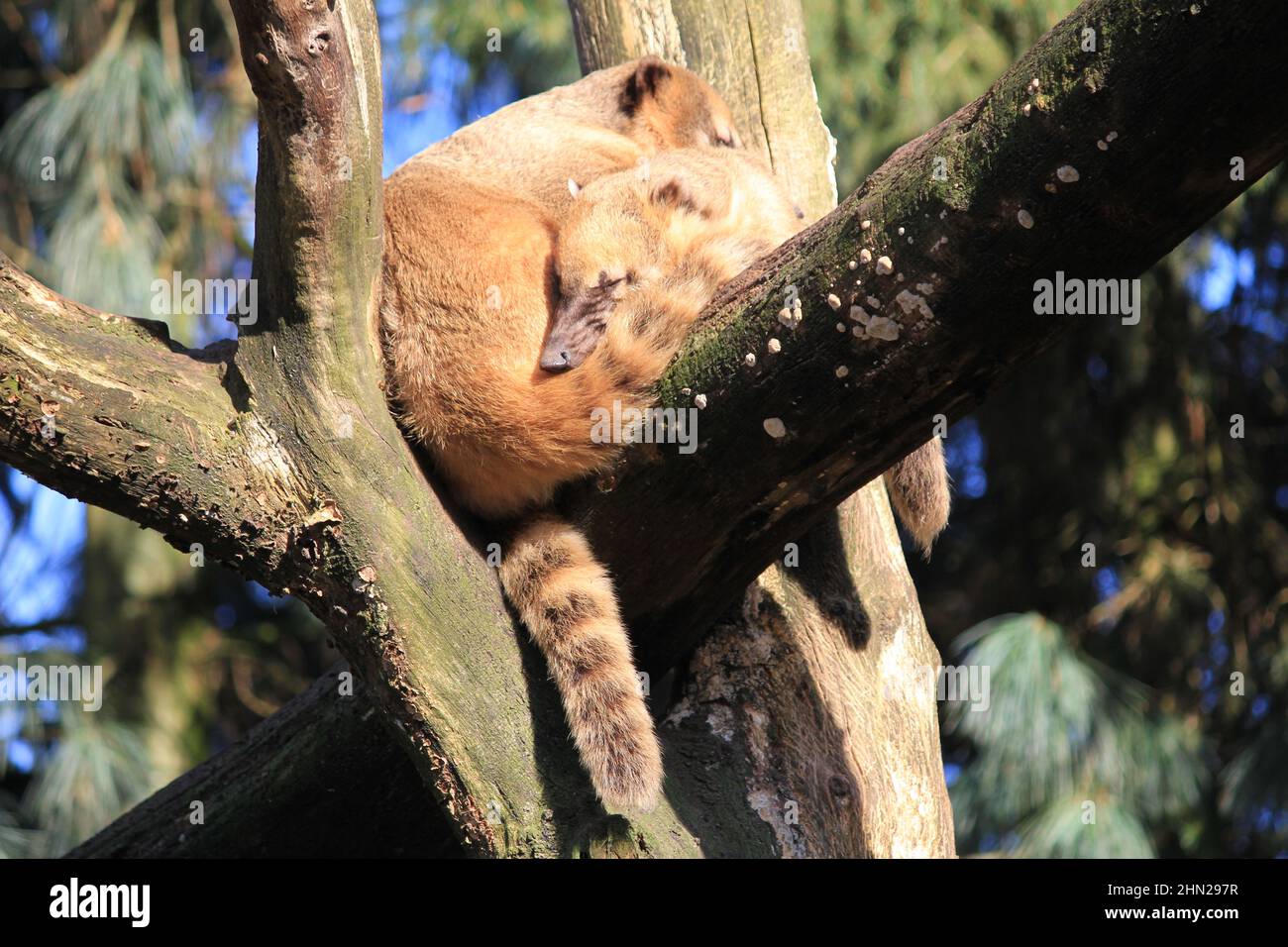 I coati sudamericani in Overloon zoo Foto Stock