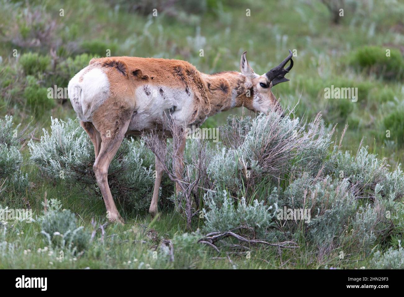 Prunghorn Antelope (Antipocapra americana) maschio marchio che profumano cespuglio, Lamar Valley, Yellowstone NP, Wyoming Foto Stock