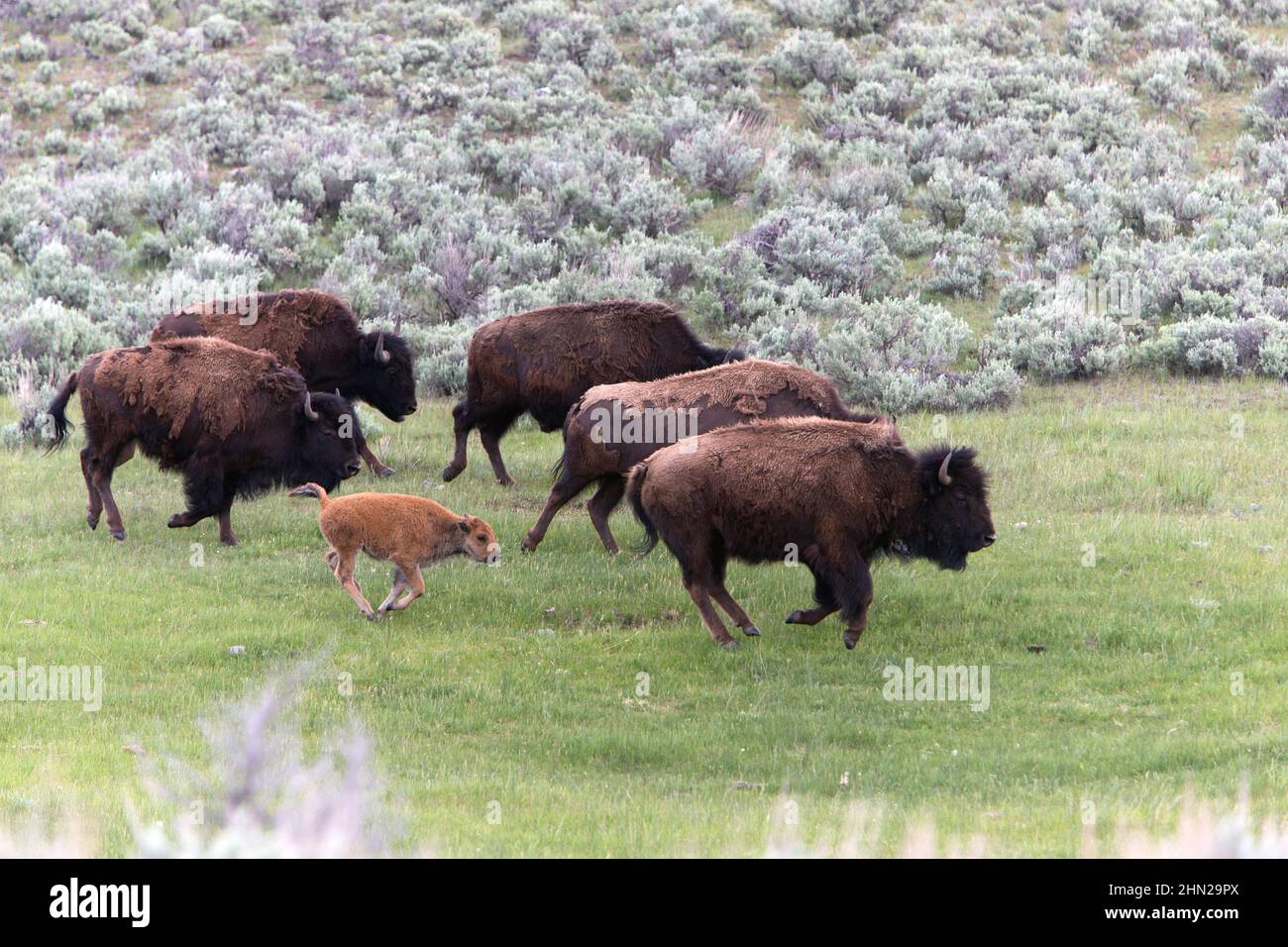 American Bison (Bison bison) herd running, Lamar Valley, Yellowstone NP, Wyoming Foto Stock