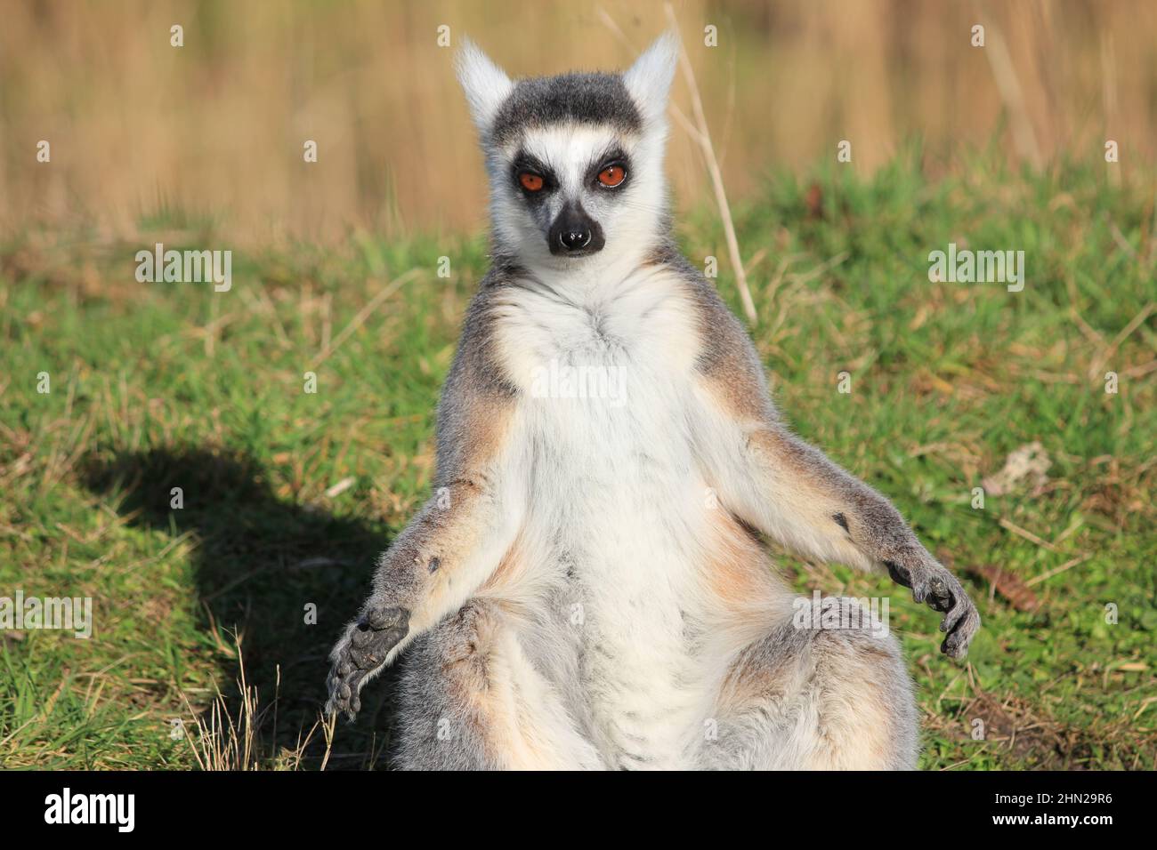 Lemure con coda ad anello nello Zoo di Overloon Foto Stock