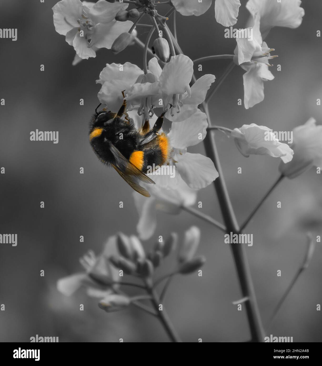 Primo piano dettagliato di un bumblebee (Bombus) che alimenta fiori di colza giallo brillante (Brassica napus) Foto Stock