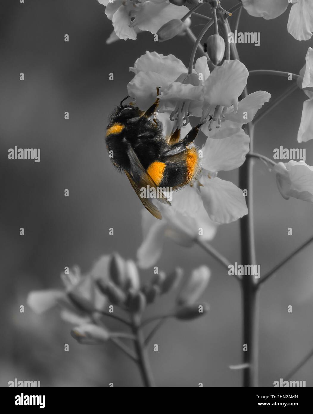 Primo piano dettagliato di un bumblebee (Bombus) che alimenta fiori di colza giallo brillante (Brassica napus) Foto Stock