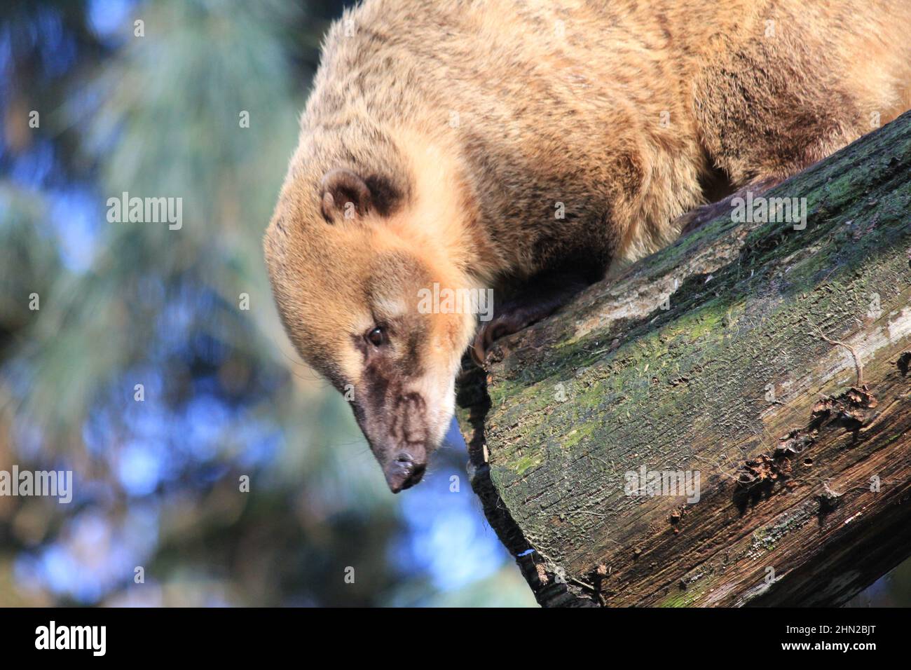 I coati sudamericani in Overloon zoo Foto Stock