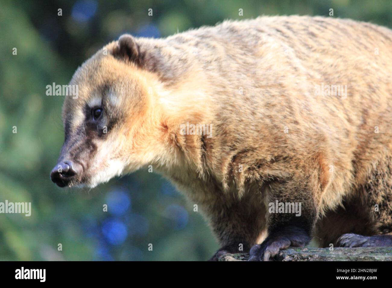 I coati sudamericani in Overloon zoo Foto Stock
