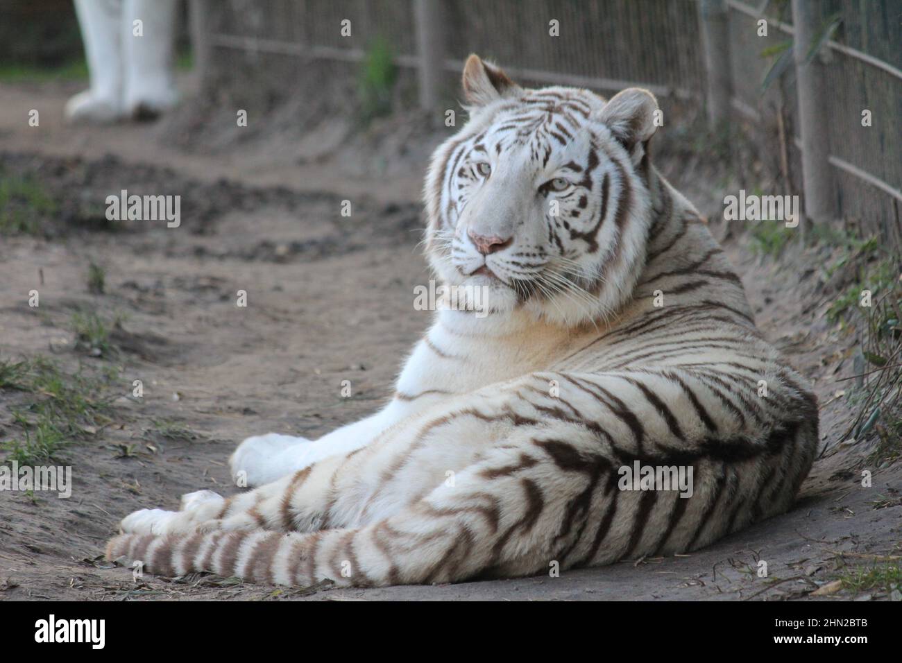 Tigre bianca in Overloon Zoo nei Paesi Bassi Foto Stock