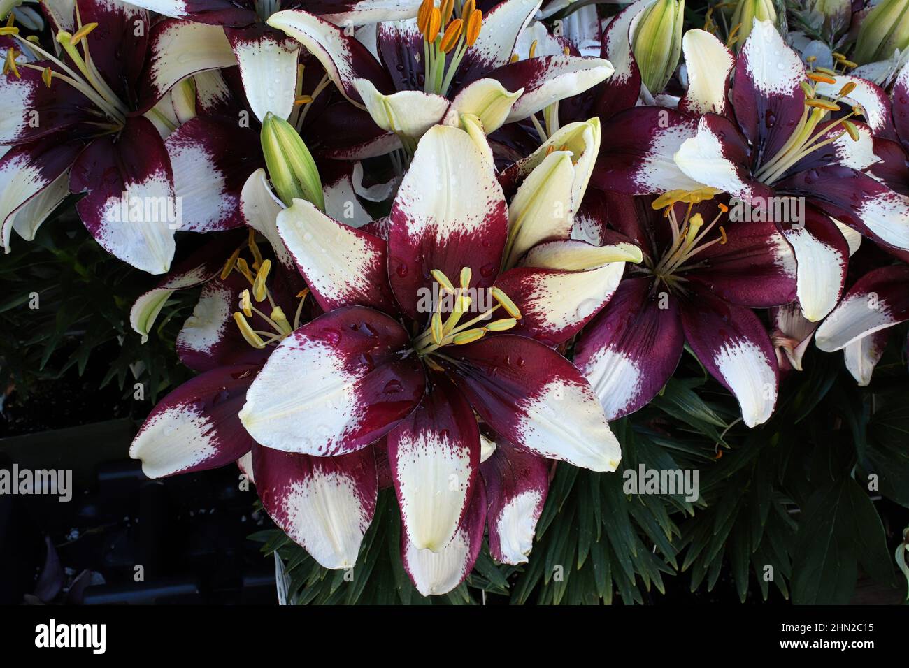 Primo piano di piante di giglio viola e bianco Foto Stock