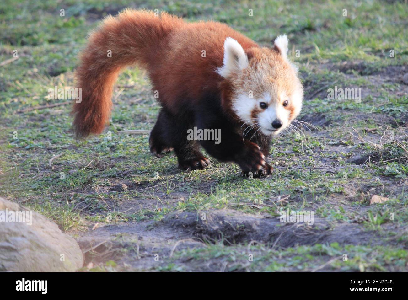 Panda rosso nello zoo Overloon Foto Stock