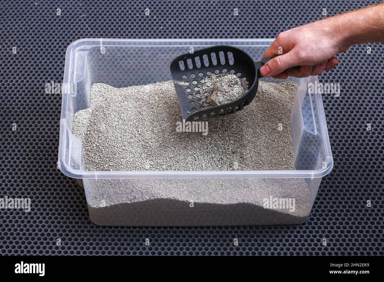 L'uomo pulisce la lettiera. La mano tiene una paletta con un grumo. Riempitivo per graffiature. Foto Stock