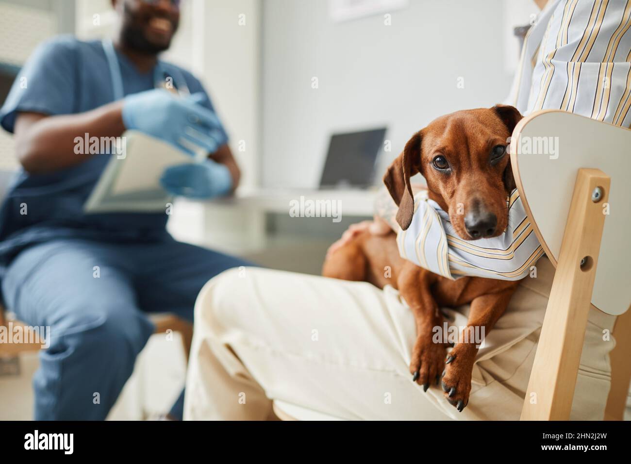 Cute marrone dachshund seduto sulle mani del proprietario del suo animale domestico durante la consultazione medica con veterinario contemporaneo nelle cliniche Foto Stock