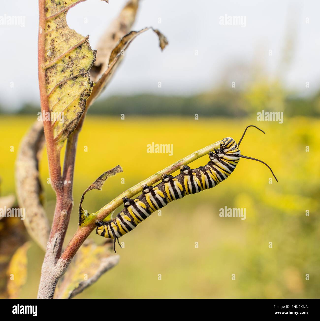 Monarch Butterfly (Danaus plexippus) Caterpillar che si spoglia su foglie di munghie alla fine dell'estate Foto Stock
