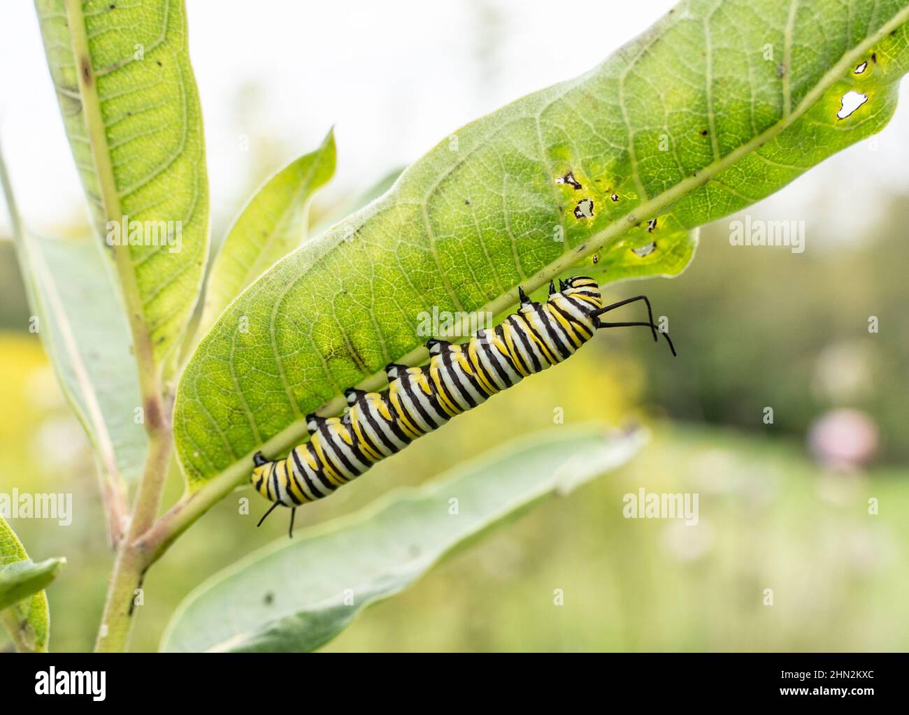 Monarch Butterfly (Danaus plexippus) Caterpillar che si spoglia su foglie di munghie alla fine dell'estate Foto Stock