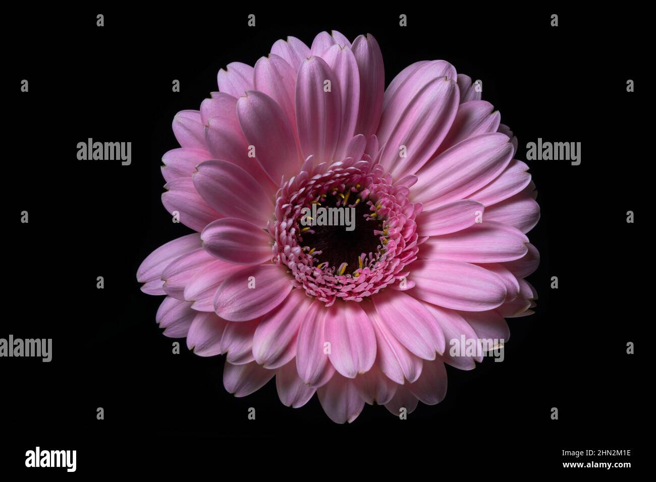Rosa Gerbera Fiore isolato su uno sfondo nero, Asteraceae. Fotografia floreale. Foto Stock