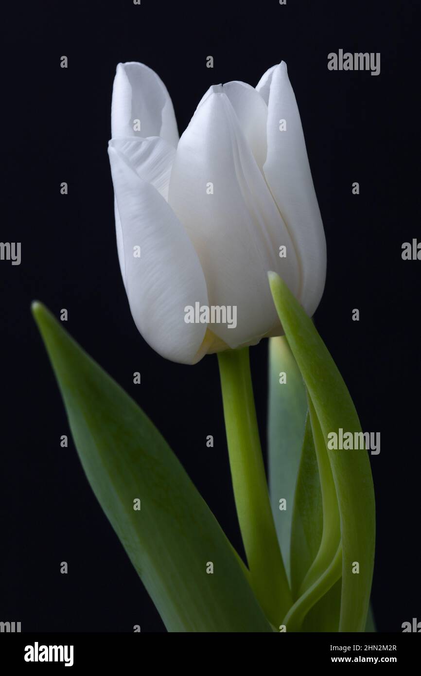 Tulipano bianco, fiore singolo su sfondo nero. Fotografia floreale. Foto Stock