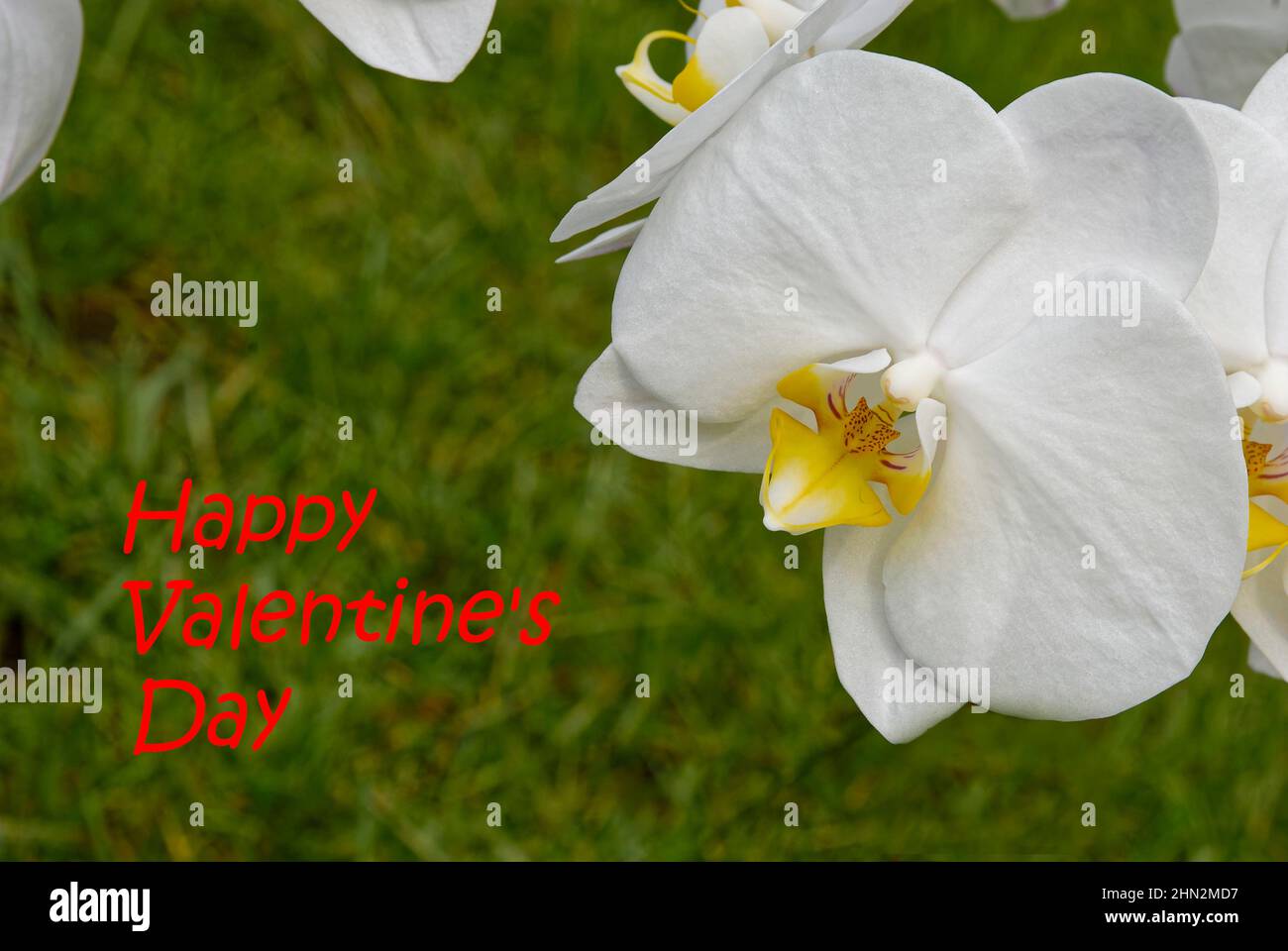 San Valentino, bianco bella orchidea – orchidea contro uno sfondo verde sfocato Foto Stock