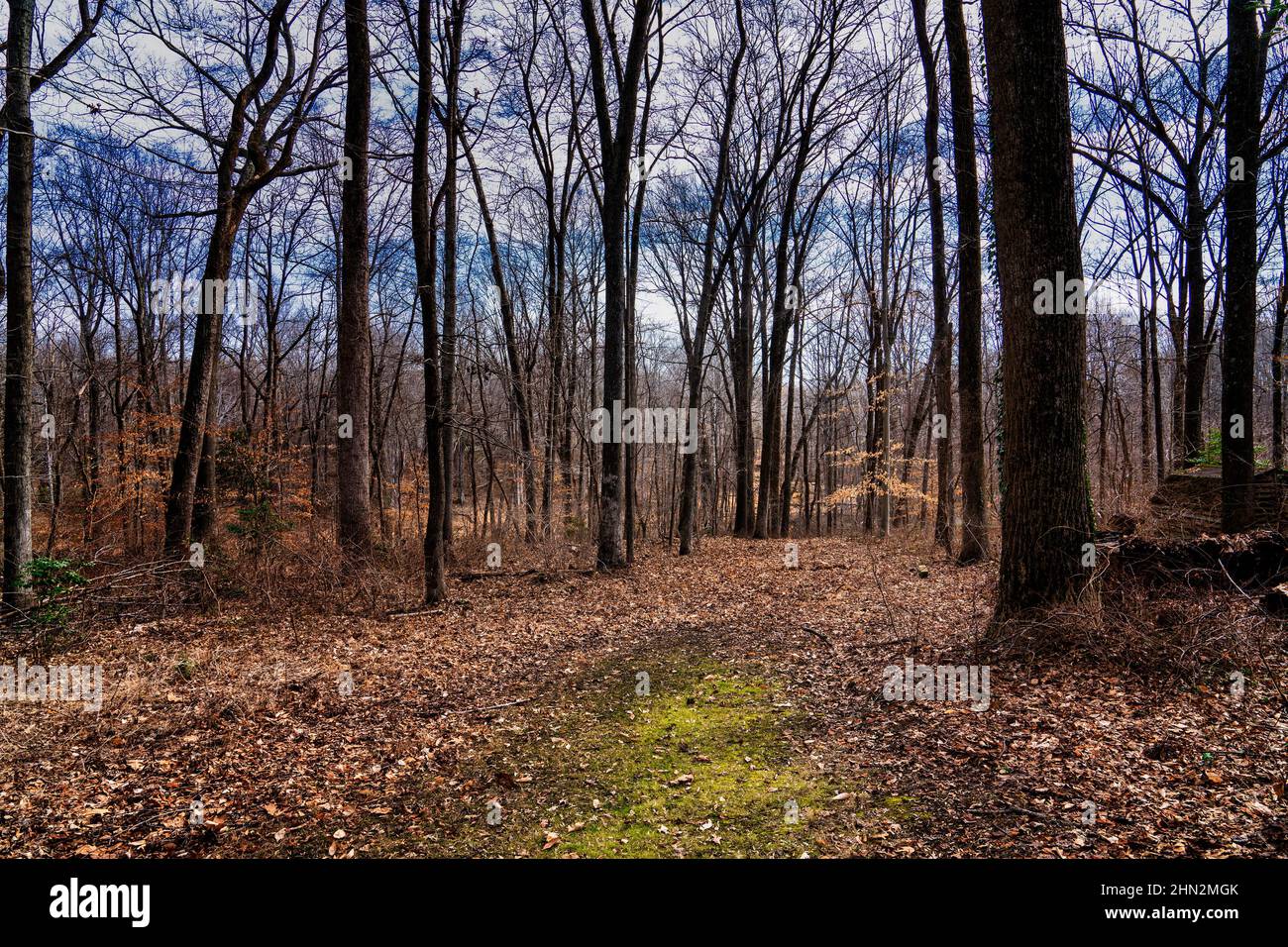 Percorso nella foresta invernale Foto Stock