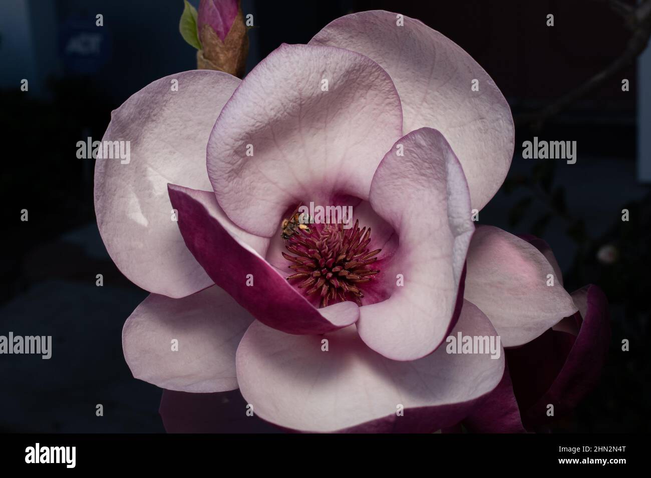 Ape impollinando fiore, foto di fiore per carte anniversario personalizzato Foto Stock