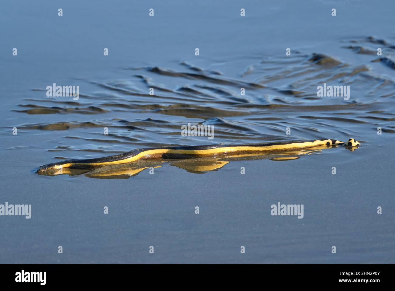 Un serpente di mare dalle venature gialle lavato sulla spiaggia lascia tracce nella sabbia bagnata mentre cerca di scivolare indietro verso l'oceano. Foto Stock