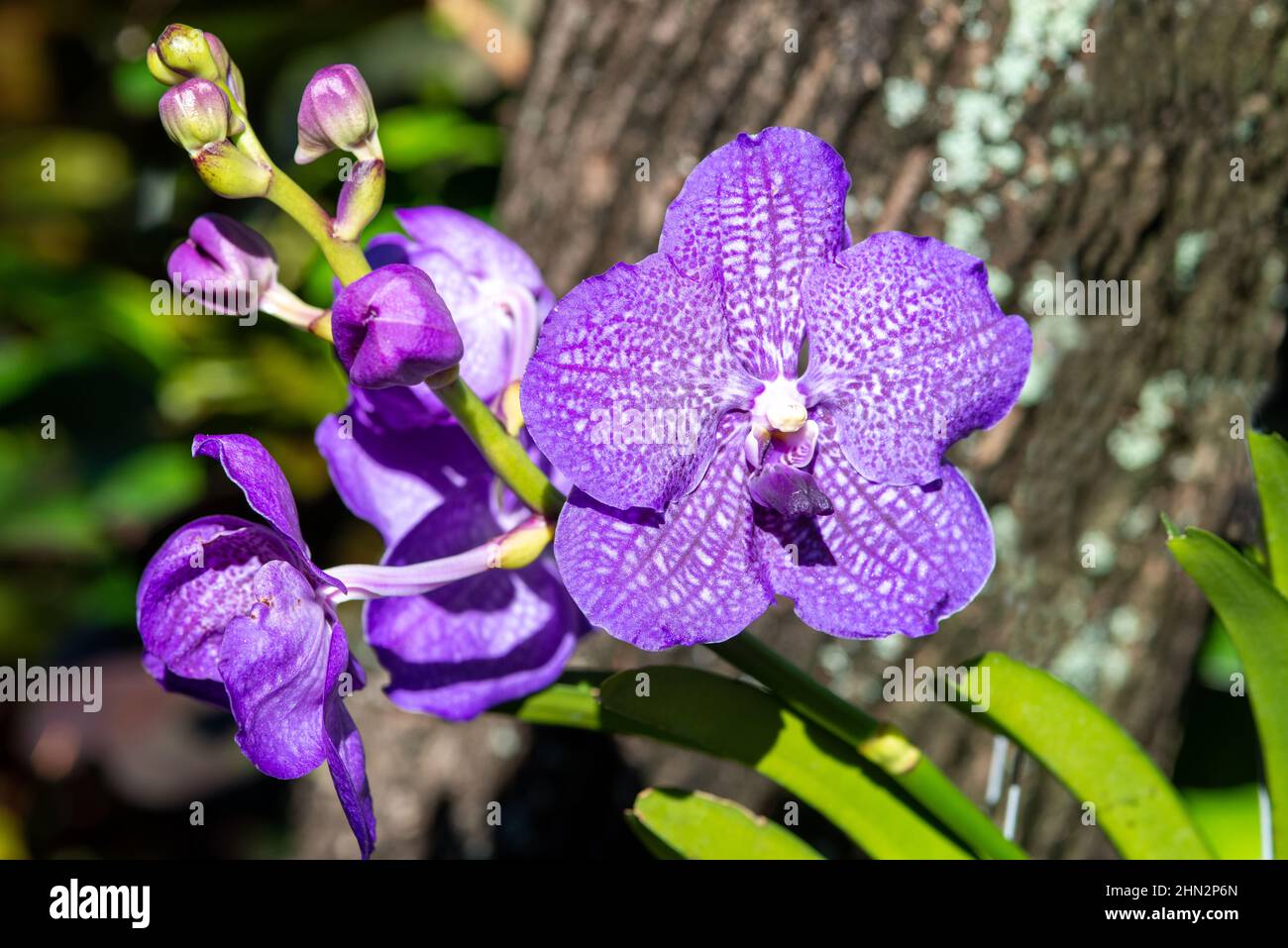 Fiore dell'orchidea Foto Stock