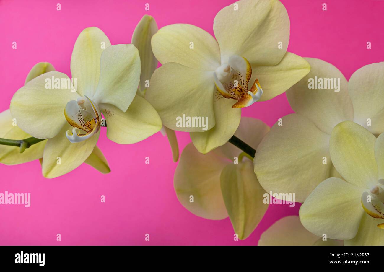 Fiore giallo orchidea brillante su sfondo rosa. Foto Stock