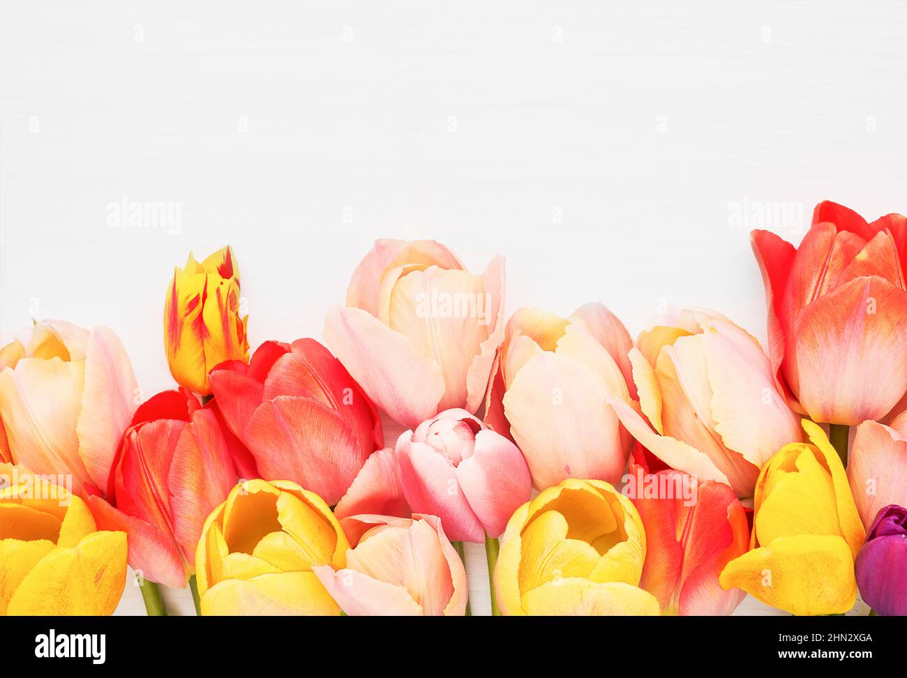 Bordo di tulipani luminosi e colorati su sfondo bianco di legno. Biglietto di auguri. Spazio di copia per testo, disposizione piatta Foto Stock