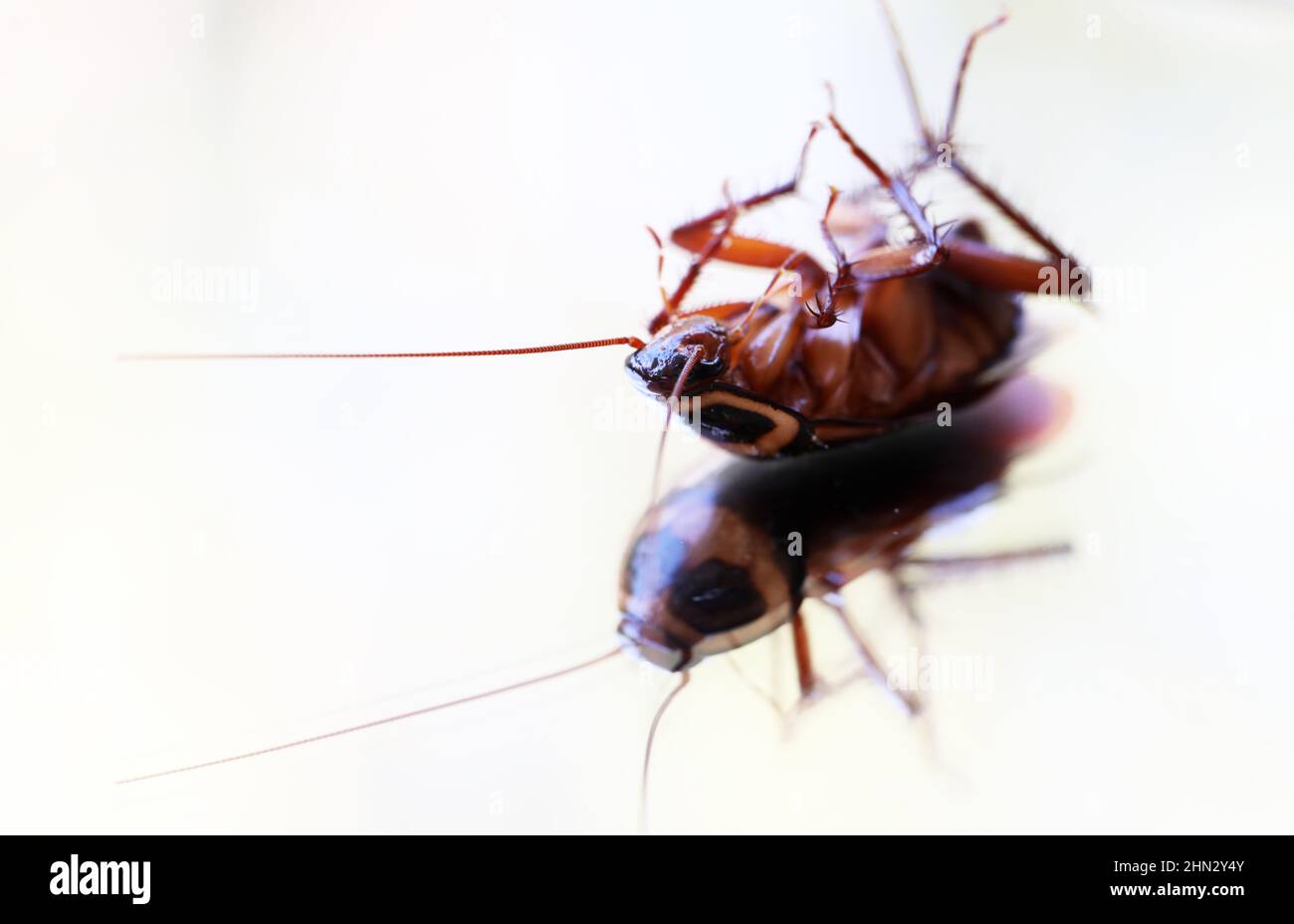 Una vista ravvicinata macro 3qtr di un insetto di scarafaggio fresco morto o morente che si stende sul dorso. Isolato su uno sfondo bianco semplice e riflesso su un Foto Stock