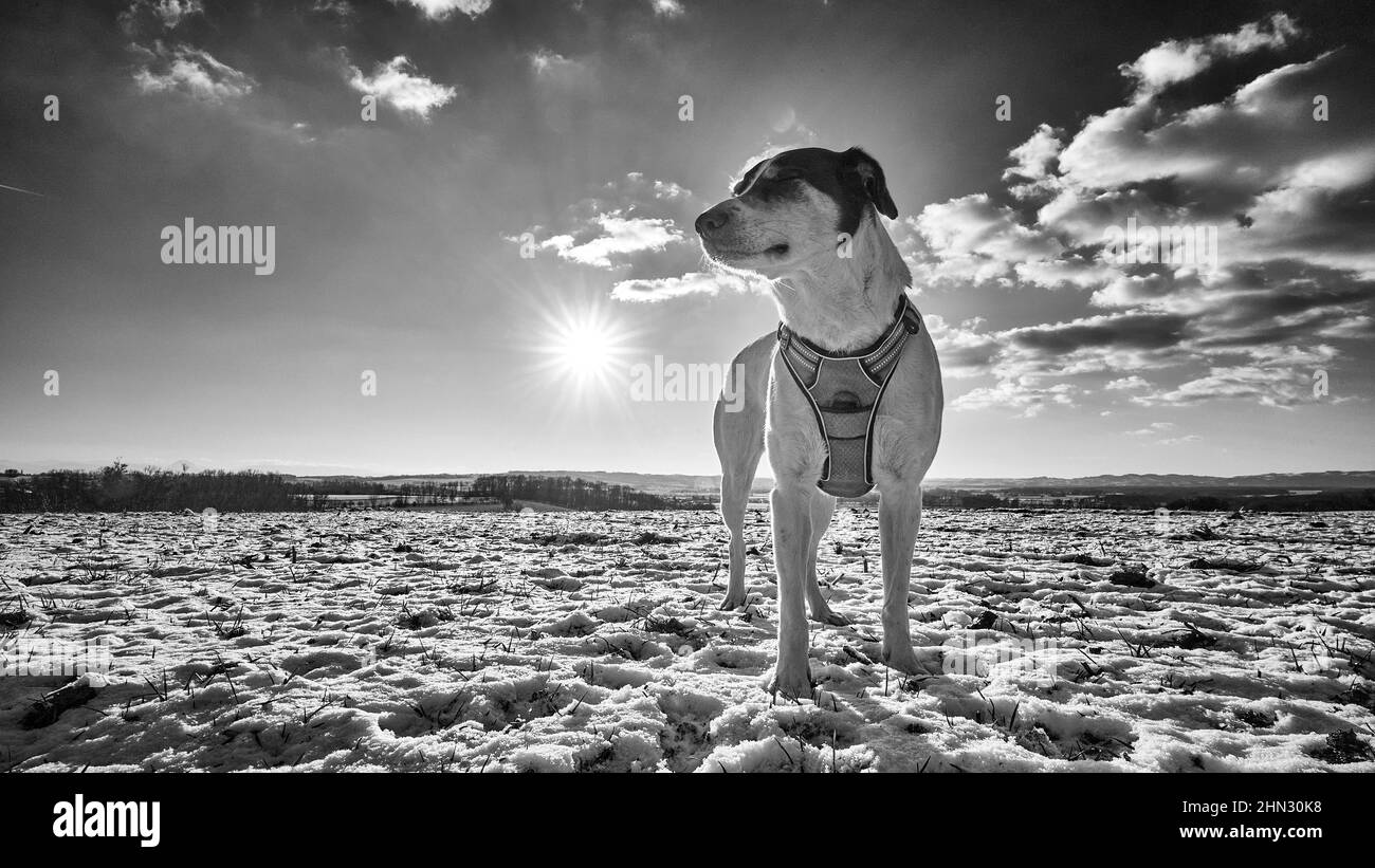 Scatto in scala di grigi di un terrier Jack Russell nel campo coperto di neve. Foto Stock