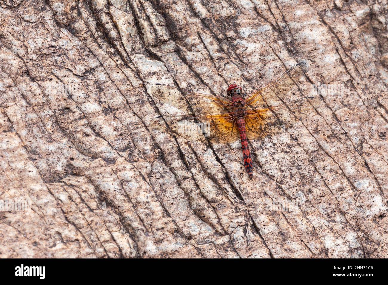Una dragonfly di Red Rock Skimmer è appollaiata sulla parete rocciosa di un canyon. Foto Stock
