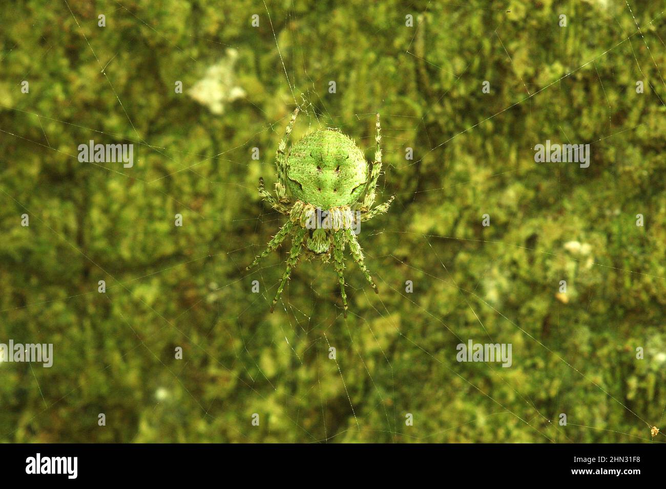 Ragno cryptic orba-weaver sul web (Cryptaranea sp.) Foto Stock
