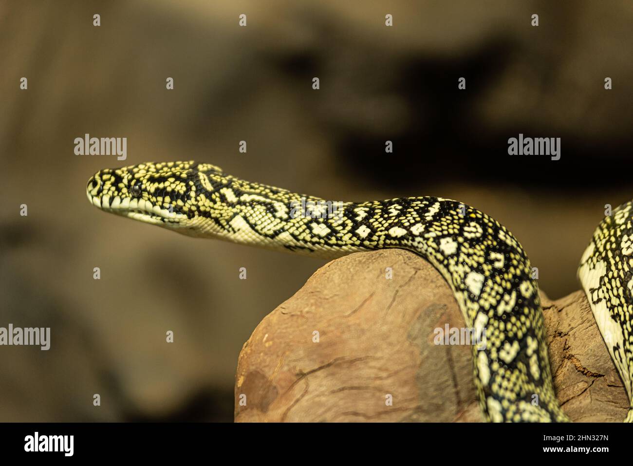 Colorato di serpente Foto Stock